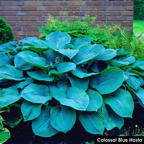 Not only is the soil warmer in late summer and early autumn, but most plants will naturally transfer their energy from top growth to root growth, allowing transplanted trees to establish well before the first snowfall. . Lowes hosta